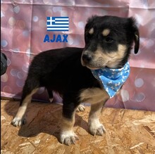 AJAX, Hund, Mischlingshund in Griechenland - Bild 2