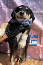 AJAX, Hund, Mischlingshund in Griechenland - Bild 3