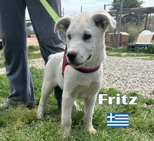 FRITZ, Hund, Griechischer Schäferhund in Griechenland