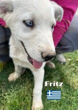 FRITZ, Hund, Griechischer Schäferhund in Griechenland - Bild 2
