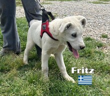 FRITZ, Hund, Griechischer Schäferhund in Griechenland - Bild 3