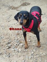 OHANA, Hund, Deutsche Bracke in Griechenland - Bild 2