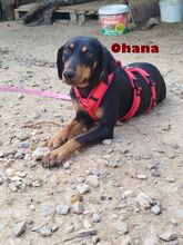 OHANA, Hund, Deutsche Bracke in Griechenland - Bild 3