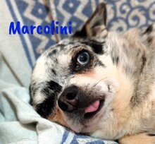 MARCOLINI, Hund, Chihuahua in Spanien