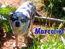 MARCOLINI, Hund, Chihuahua in Spanien - Bild 2