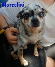 MARCOLINI, Hund, Chihuahua in Spanien - Bild 3