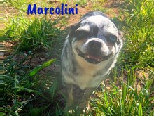 MARCOLINI, Hund, Chihuahua in Spanien - Bild 4