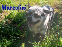 MARCOLINI, Hund, Chihuahua in Spanien - Bild 5