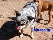 MARCOLINI, Hund, Chihuahua in Spanien - Bild 6