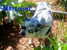 MARCOLINI, Hund, Chihuahua in Spanien - Bild 7