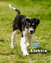 ELEKTRA, Hund, Mischlingshund in Griechenland - Bild 2