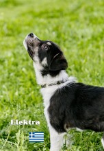 ELEKTRA, Hund, Mischlingshund in Griechenland - Bild 3