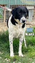 KATI, Hund, Mischlingshund in Griechenland