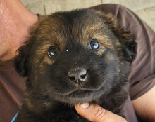 BERTIE, Hund, Mischlingshund in Kroatien