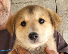 CLEA, Hund, Mischlingshund in Kroatien