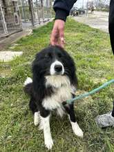 JOE, Hund, Mischlingshund in Bulgarien