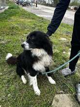 JOE, Hund, Mischlingshund in Bulgarien - Bild 2