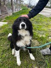 JOE, Hund, Mischlingshund in Bulgarien - Bild 3