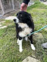 JOE, Hund, Mischlingshund in Bulgarien - Bild 4