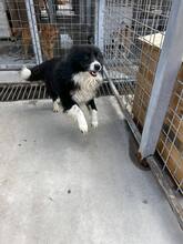 JOE, Hund, Mischlingshund in Bulgarien - Bild 5