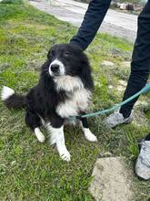 JOE, Hund, Mischlingshund in Bulgarien - Bild 6