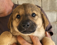 JADE, Hund, Mischlingshund in Kroatien
