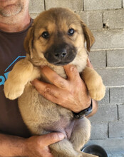 JADE, Hund, Mischlingshund in Kroatien - Bild 10