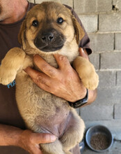 JADE, Hund, Mischlingshund in Kroatien - Bild 11