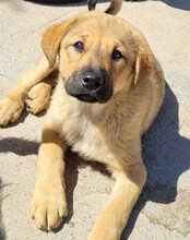 JADE, Hund, Mischlingshund in Kroatien - Bild 2