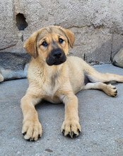 JADE, Hund, Mischlingshund in Kroatien - Bild 3