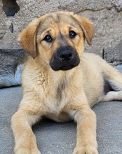 JADE, Hund, Mischlingshund in Kroatien - Bild 4