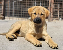 JADE, Hund, Mischlingshund in Kroatien - Bild 5