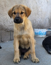 JADE, Hund, Mischlingshund in Kroatien - Bild 6