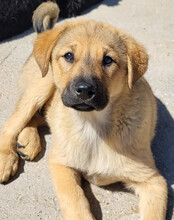 JADE, Hund, Mischlingshund in Kroatien - Bild 7