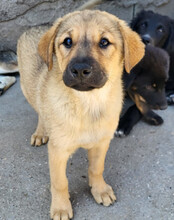 JADE, Hund, Mischlingshund in Kroatien - Bild 8