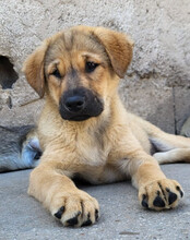 JADE, Hund, Mischlingshund in Kroatien - Bild 9
