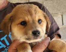 PINI, Hund, Mischlingshund in Kroatien