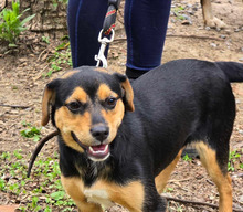 TIPI, Hund, Mischlingshund in Bulgarien