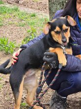 TIPI, Hund, Mischlingshund in Bulgarien - Bild 3