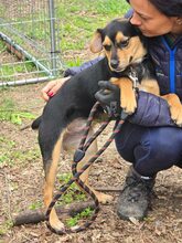 TIPI, Hund, Mischlingshund in Bulgarien - Bild 4