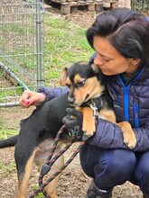 TIPI, Hund, Mischlingshund in Bulgarien - Bild 5