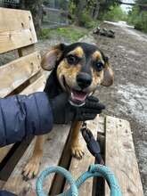 TIPI, Hund, Mischlingshund in Bulgarien - Bild 7