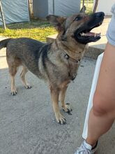HOS, Hund, Deutscher Schäferhund-Mix in Griechenland - Bild 1