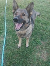 HOS, Hund, Deutscher Schäferhund-Mix in Griechenland - Bild 2