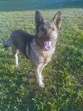 HOS, Hund, Deutscher Schäferhund-Mix in Griechenland - Bild 3