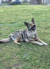 HOS, Hund, Deutscher Schäferhund-Mix in Griechenland - Bild 4
