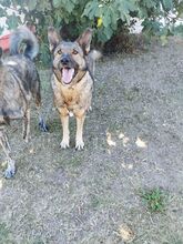 HOS, Hund, Deutscher Schäferhund-Mix in Griechenland - Bild 6