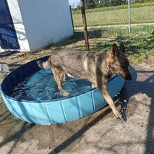 HOS, Hund, Deutscher Schäferhund-Mix in Griechenland - Bild 7