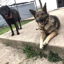 HOS, Hund, Deutscher Schäferhund-Mix in Griechenland - Bild 8
