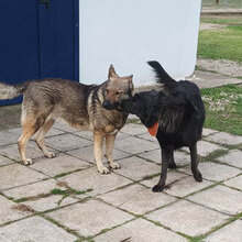 HOS, Hund, Deutscher Schäferhund-Mix in Griechenland - Bild 9